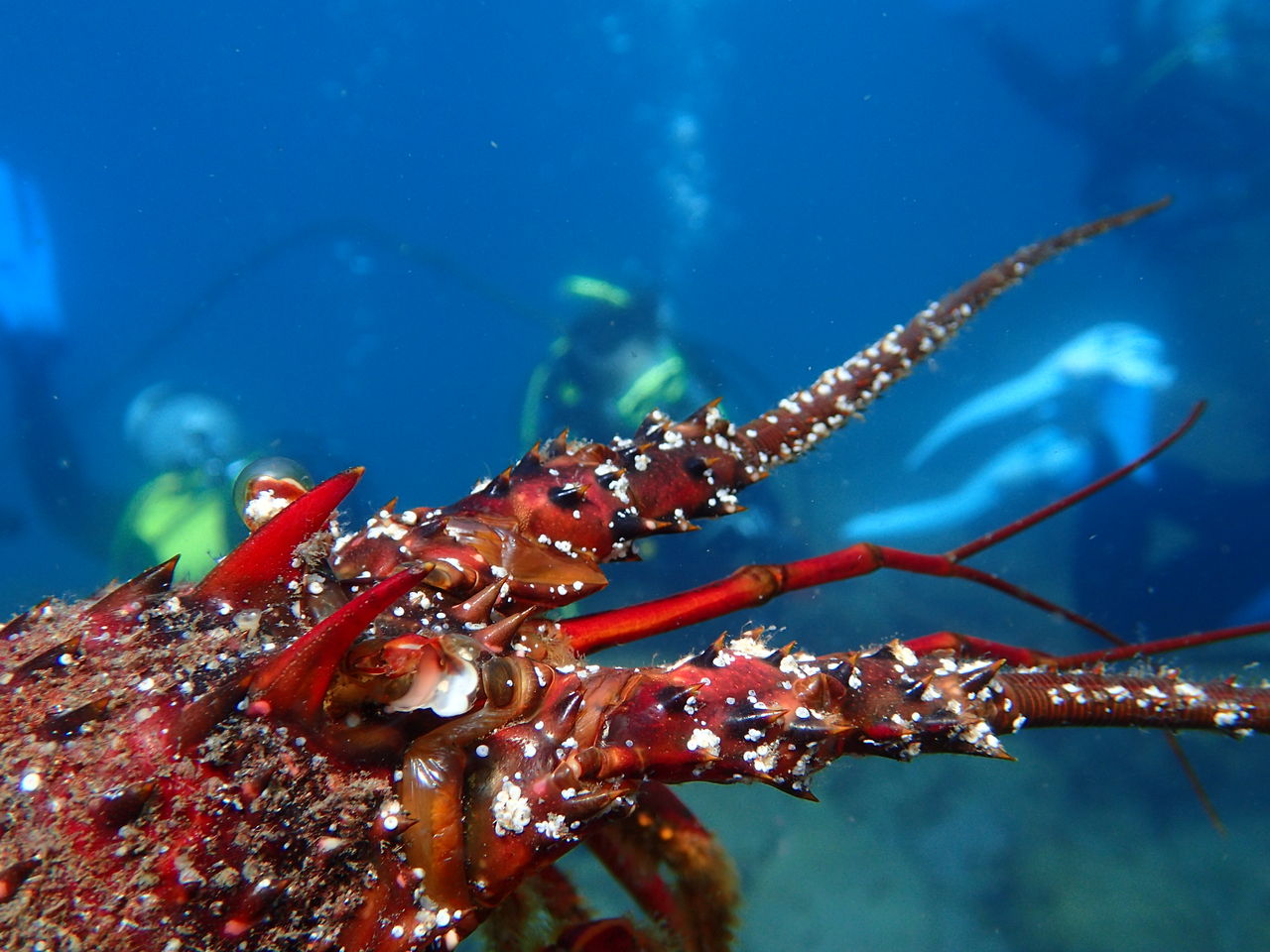 カリビアンコム ロリコン