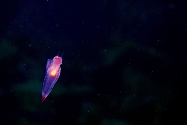 知床羅臼流氷ダイビングtrip3 クリオネ イクオネ 伊豆で爆笑ダイビングライセンス格安取得 関東 首都圏のスキューバスクール 知床羅臼流氷ダイビングtrip3 クリオネ イクオネ 伊豆で爆笑ダイビングライセンス格安取得 関東 首都圏のスキューバスクール