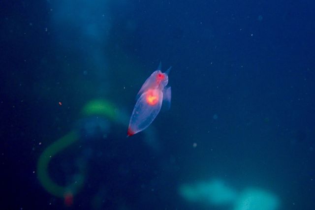 知床羅臼流氷ダイビングtrip3 クリオネ イクオネ 伊豆で爆笑ダイビングライセンス格安取得 関東 首都圏のスキューバスクール 知床羅臼流氷ダイビングtrip3 クリオネ イクオネ 伊豆で爆笑ダイビングライセンス格安取得 関東 首都圏のスキューバスクール