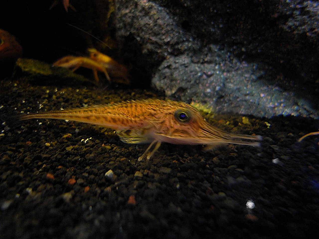 沼津深海魚水族館に行きました 伊豆で爆笑ダイビングライセンス格安取得 関東 首都圏のスキューバスクール 沼津深海魚水族館に行きました 伊豆で爆笑ダイビングライセンス格安取得 関東 首都圏のスキューバスクール