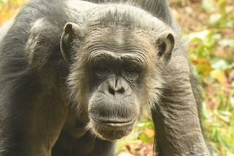 4チンパンジー何だぁ