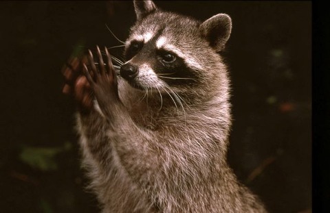 拍手アライグマ