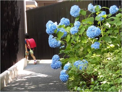 0610赤いランドセルとあじさい