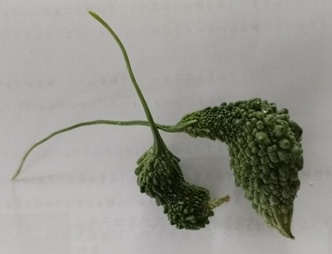 20251121最後のゴーヤ