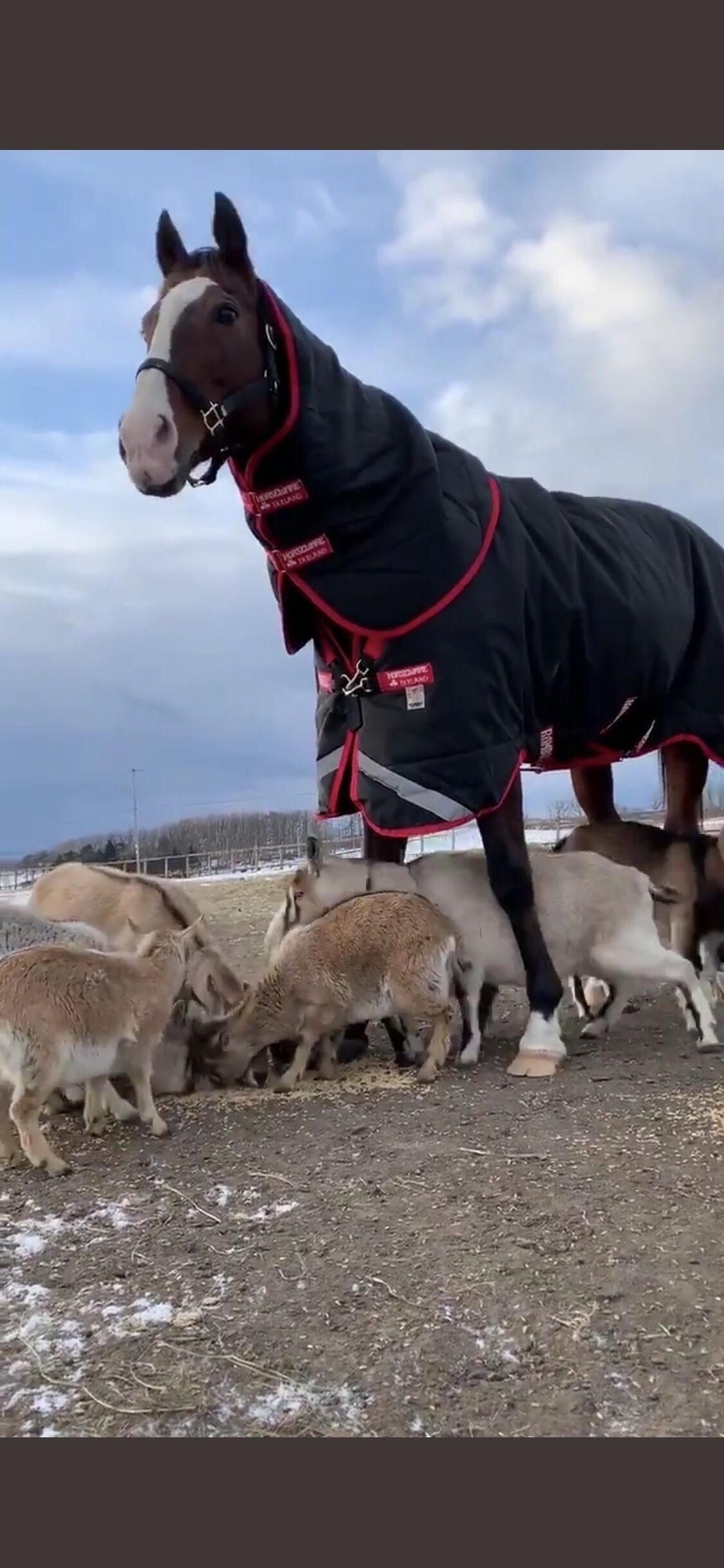 画像あり 引退馬ならメイショウドトウも可愛いぞ気性は穏やかで呼ぶと来る ウマ娘うまだっち速報 画像あり 引退馬ならメイショウドトウも可愛いぞ気性は穏やかで呼ぶと来る ウマ娘うまだっち速報