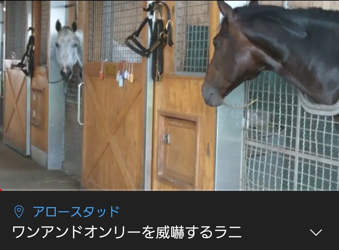 ウマ娘のトーセンジョーダンちゃん 今日もゴルシに蹴られる模様 ウマ娘うまだっち速報 ウマ娘のトーセンジョーダンちゃん 今日もゴルシに蹴られる模様 ウマ娘うまだっち速報