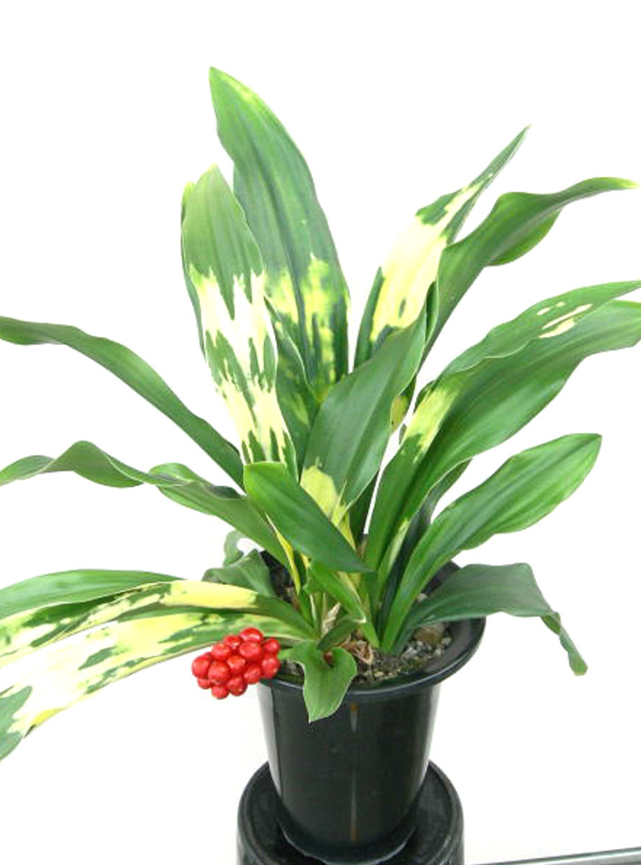 第二章 ベランダの植物風水 植物と風水 第二章 ベランダの植物風水 植物と風水