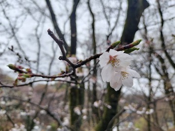 桜始開