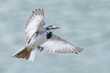 鶺鴒鳴
