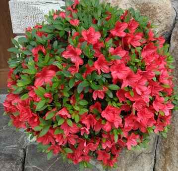 紅花栄 (2)
