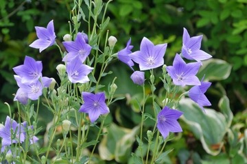 立秋