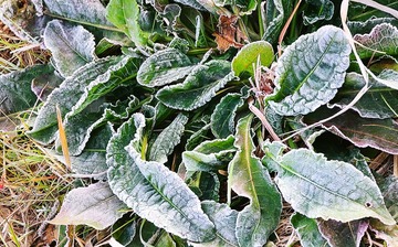 霜降・霜始降花