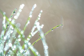 草露白