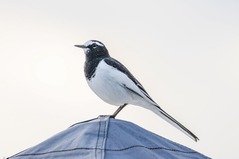 鶺鴒鳴