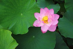 蓮