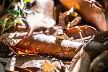蟄虫坏戸