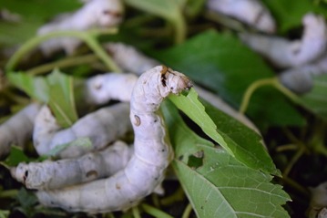 蚕起食桑