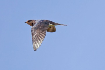 玄鳥去