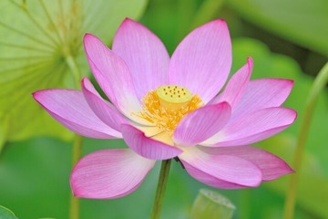 蓮始開