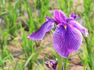 菖蒲華