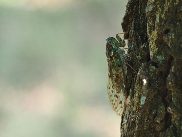 寒蝉鳴