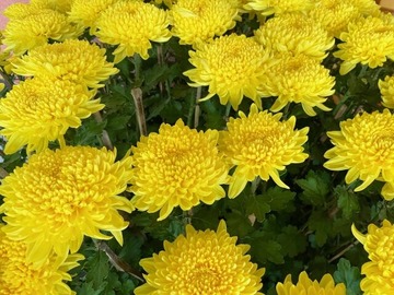 菊花開