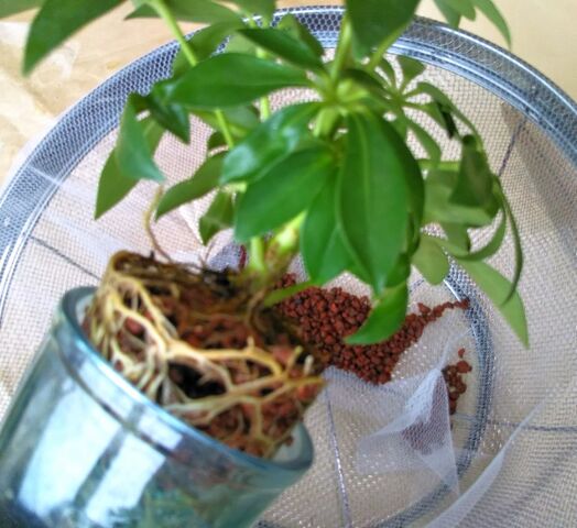 21年05月18日 出来たをさがそ