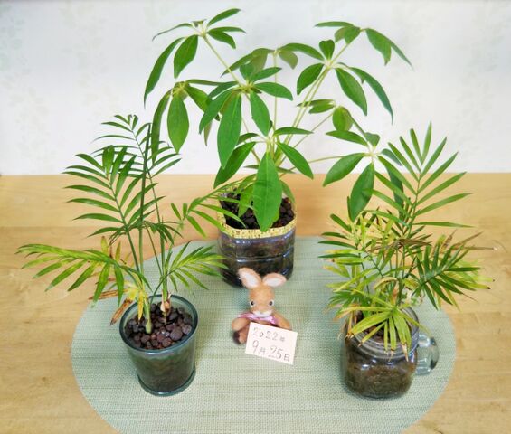 観葉植物 テーブルヤシ ハイドロカルチャー の植え替えをしました 出来たをさがそ