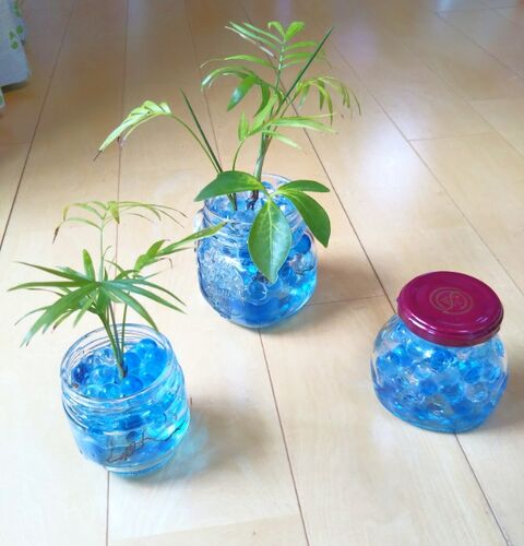 観葉植物 ジェルポリマーのお手入れをしました 出来たをさがそ 観葉植物 ジェルポリマーのお手入れをしました 出来たをさがそ