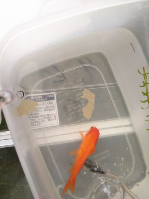 回復中 ちょっと良く動くようになった金魚の話 出来たをさがそ