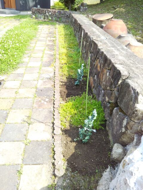 庭の花壇の隅に ユーカリを植えました 出来たをさがそ