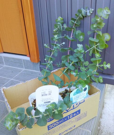 庭の花壇の隅に ユーカリを植えました 出来たをさがそ