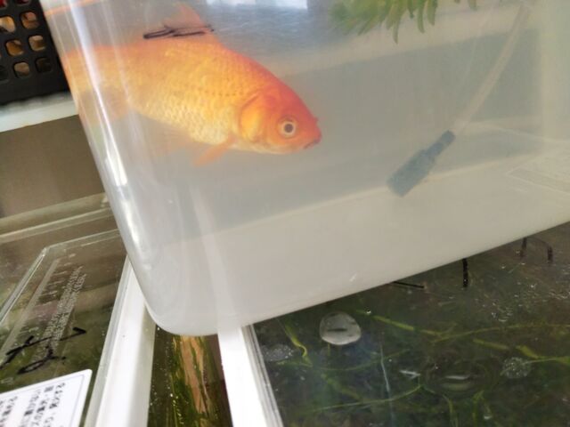 顔を出したチューリップの芽と 金魚の不調 沈むタイプの転覆病 出来たをさがそ