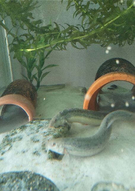 金魚とどじょう 我が家のペットのご紹介 どじょう編 出来たをさがそ 金魚とどじょう 我が家のペットのご紹介 どじょう編 出来たをさがそ