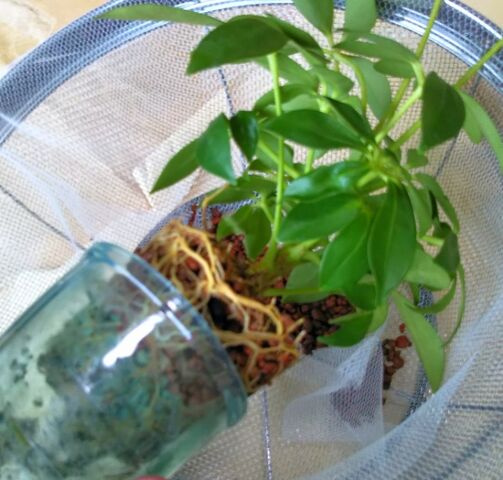 21年05月18日 出来たをさがそ