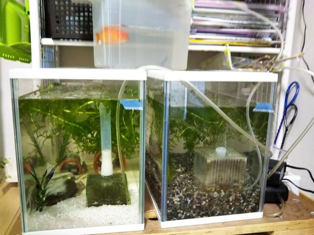 顔を出したチューリップの芽と 金魚の不調 沈むタイプの転覆病 出来たをさがそ