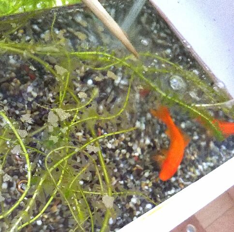黒斑病 黒ソブ から 元気になって来た金魚の話 出来たをさがそ 黒斑病 黒ソブ から 元気になって来た金魚の話 出来たをさがそ
