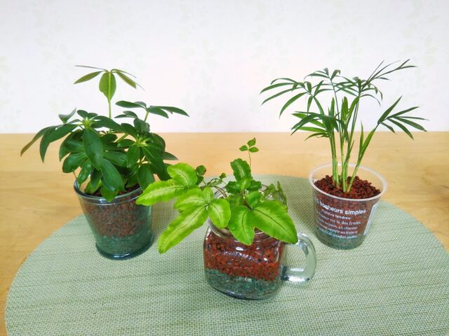ハイドロカルチャー植え替え二ヶ月 プテリスに新芽が出ました V 出来たをさがそ ハイドロカルチャー植え替え二ヶ月 プテリスに新芽が出ました V 出来たをさがそ
