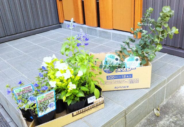 庭の花壇の隅に ユーカリを植えました 出来たをさがそ