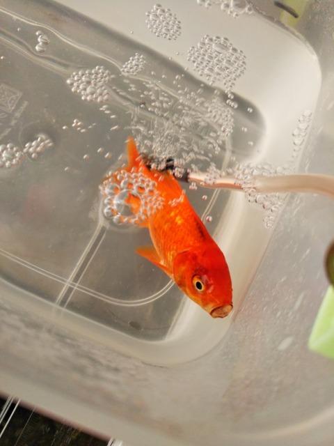 弱った金魚が 塩水浴で元気になりそうです 出来たをさがそ 弱った金魚が 塩水浴で元気になりそうです 出来たをさがそ
