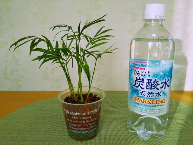 ハイドロカルチャー植え替え二ヶ月 プテリスに新芽が出ました V 出来たをさがそ