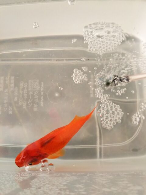 弱った金魚が 塩水浴で元気になりそうです 出来たをさがそ