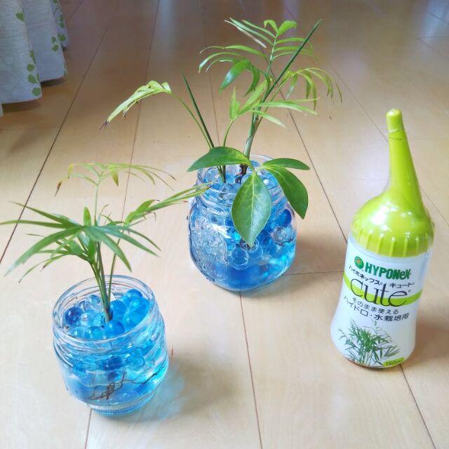 観葉植物 ジェルポリマーのお手入れをしました 出来たをさがそ