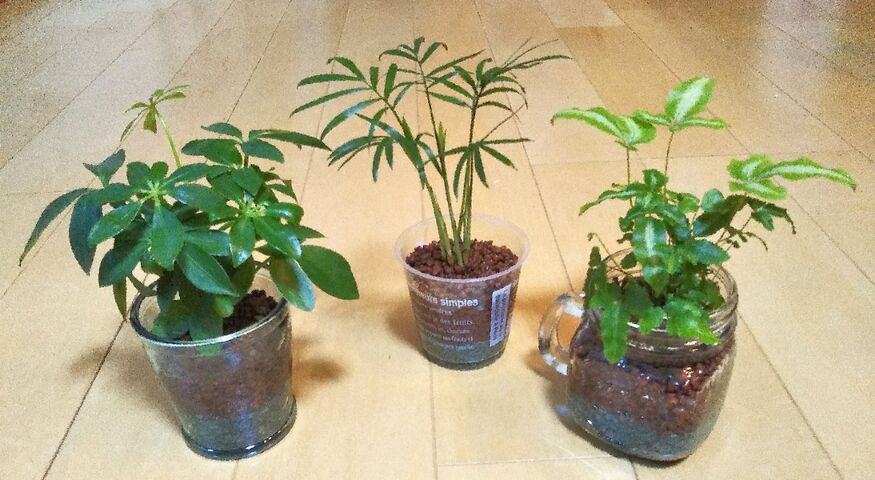 ダイソーで買ったミニ観葉植物を ハイドロカルチャーにしよう 出来たをさがそ