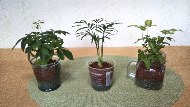 ダイソーで買ったミニ観葉植物を ハイドロカルチャーにしよう 出来たをさがそ