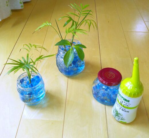 観葉植物 ジェルポリマーのお手入れをしました 出来たをさがそ 観葉植物 ジェルポリマーのお手入れをしました 出来たをさがそ