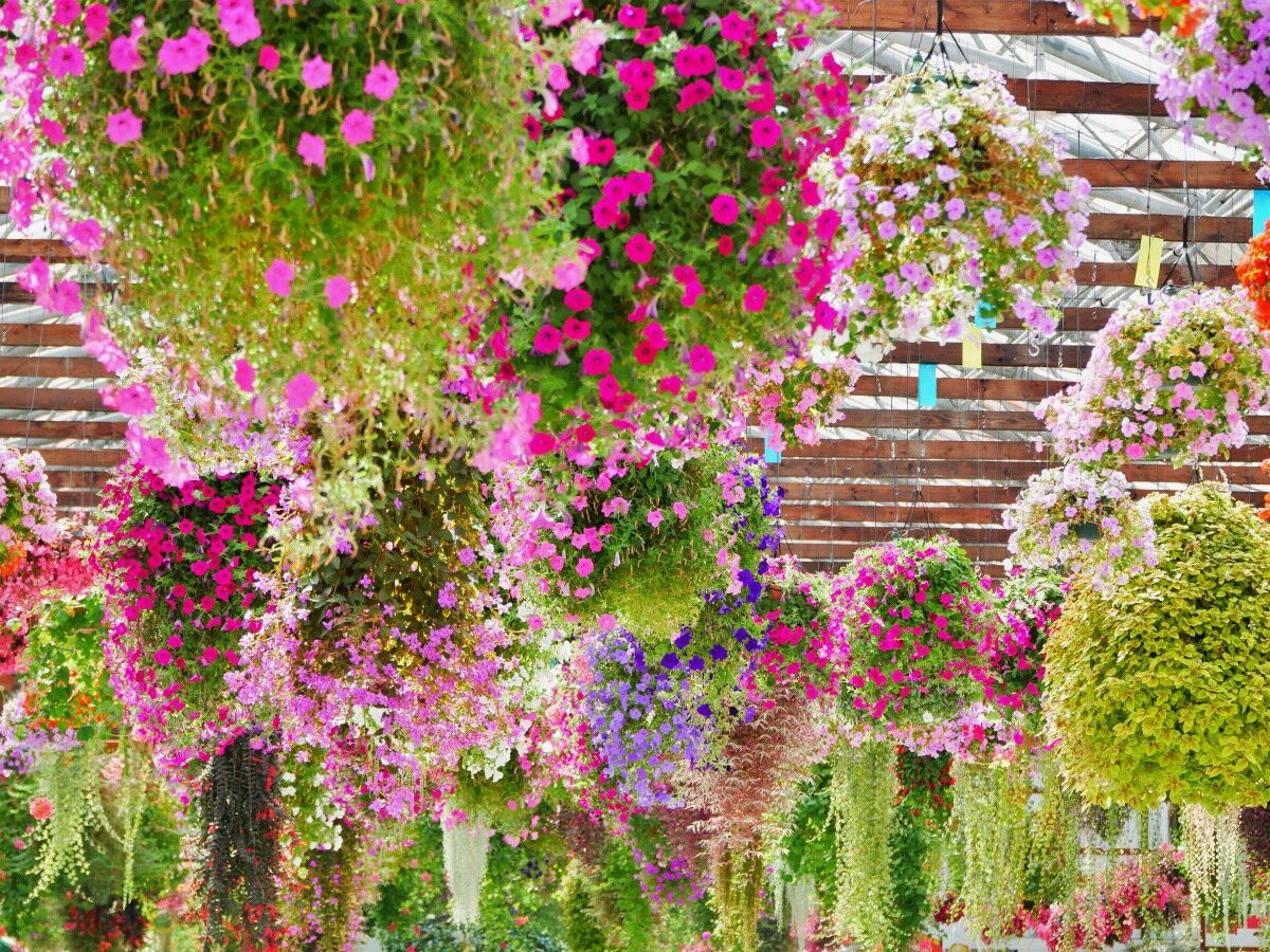掛川 鳥とふれいあい美しい花に癒やされる掛川花鳥園 全国の絶景 グルメを巡る旅izm