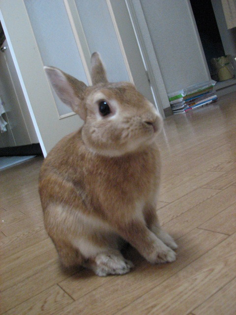 うさぎ小屋からこんにちは Lapin うさぎ小屋からこんにちは Lapin