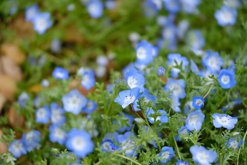 Nemophila