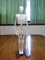 骸骨